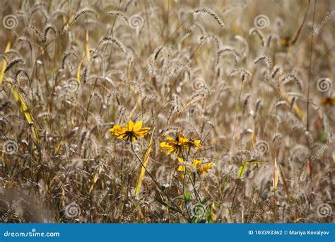 Beautiful Meadow Full of Flowers and Tall Grass Stock Photo - Image of yellow, plant: 103393362