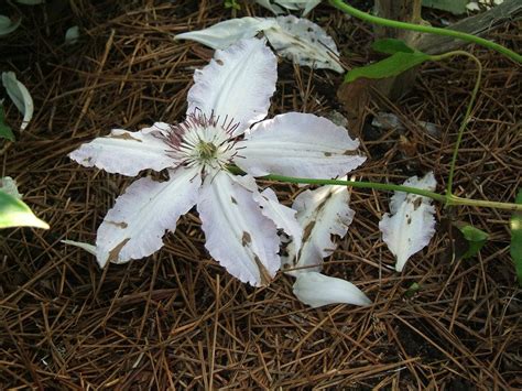 Clematis forum: Clematis earwig damage - Garden.org