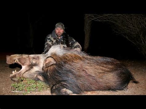 HUNTING BUSH PIGS IN SOUTH AFRICA - YouTube