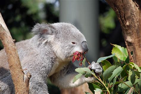 Koala eating (DSC_0310) | He ate the flower. | alexpenev | Flickr