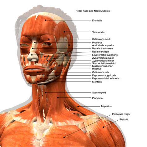 120+ Face Muscle Diagram Stock Photos, Pictures & Royalty-Free Images - iStock