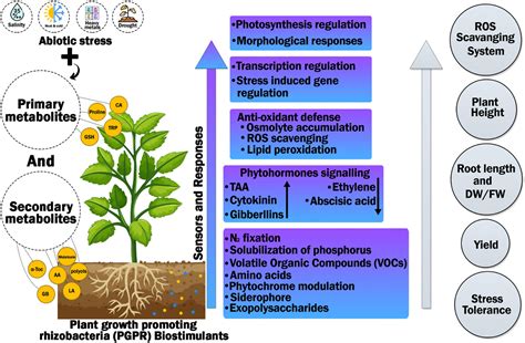 Industrially Important Secondary Metabolites Their Production And ...