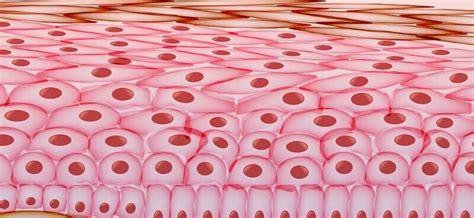 Adhesion - The Definitive Guide | Biology Dictionary