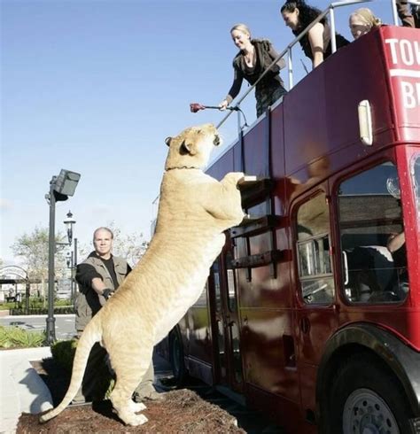 Hercules the Liger: the Biggest "Cat"