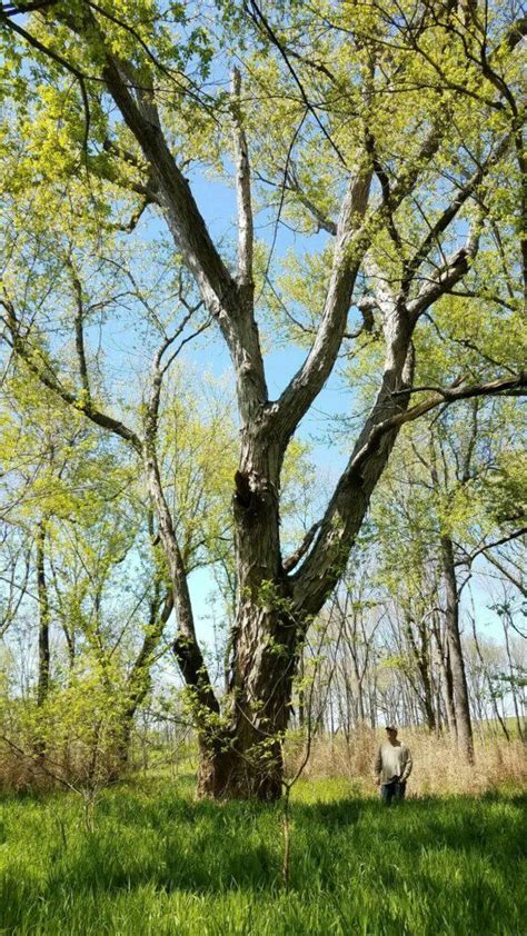 Silver Maple (Acer saccharinum) - Arkansas Department of Agriculture