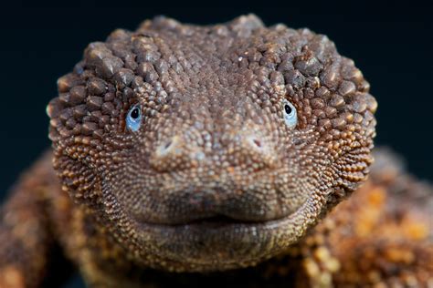 Borneo Earless Monitors Resemble Dragons And Are The "Holy Grail" Of Lizard Species | WowShack