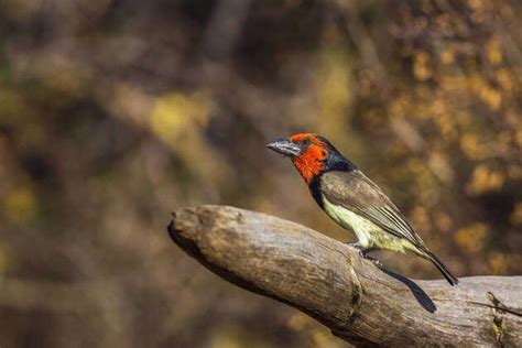 Black collared Barbet standing on a log isolated in blur background in Kruger National park, South