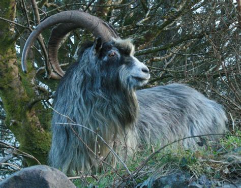 A Shaggy Goat Story - The Old Irish Goat