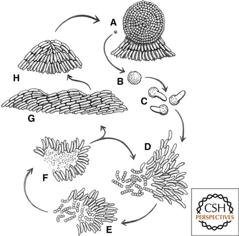 Myxobacteria, Polarity, and Multicellular Morphogenesis