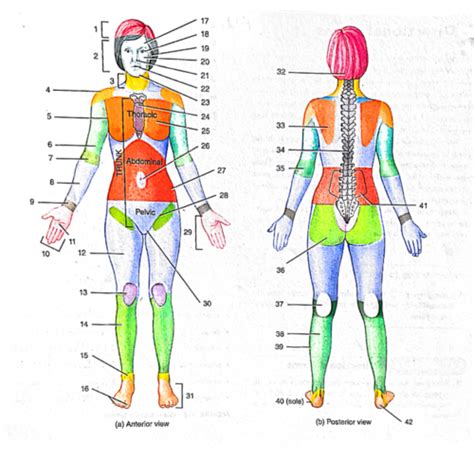 Anatomy Quiz 1: Labeling the Body Practice Flashcards | Quizlet