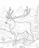 Elk Coloring Page sketch template