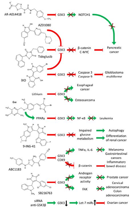 Effects of GSK-3 Inhibitors on Various Cancers. Green arrows indicate... | Download Scientific ...