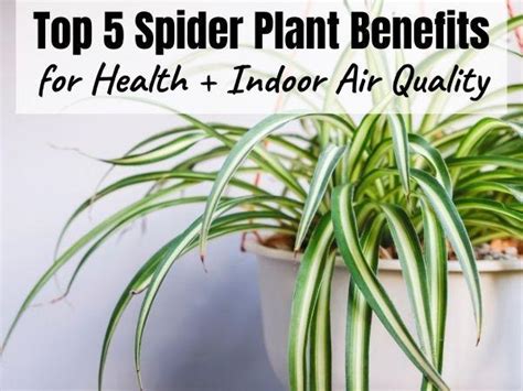 Top 5 Spider Plant Benefits for Health + Indoor Air Quality