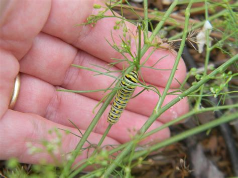 Black Swallowtail Caterpillars and Spiders 5/29/12 | Swallowtail, Caterpillar, Black