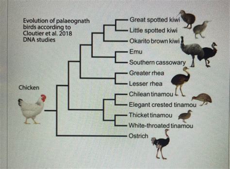 Answered: Below is a phylogenetic tree of… | bartleby