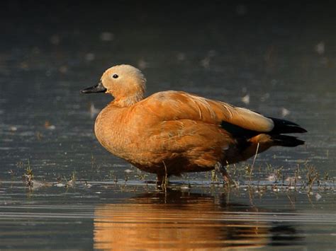 World Migratory Bird Day: 12 Of The Most Beautiful Migratory Birds That Visit India Every Year