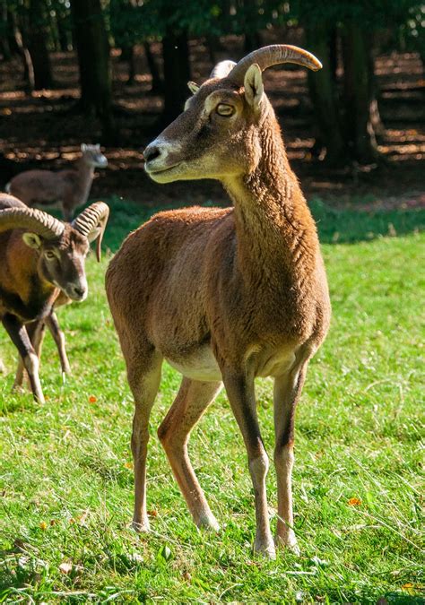 mouflon, binatang buas, Aries, liar, berkuku, tanduk, Taman Margasatwa, rumput | Piqsels