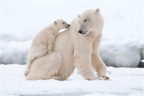 Polar Bear Wallpapers, Two Polar Bear, #17470