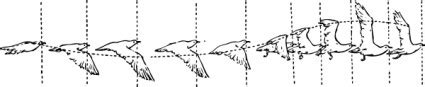 Action Analysis & Motion Studies: Bird flight patterns