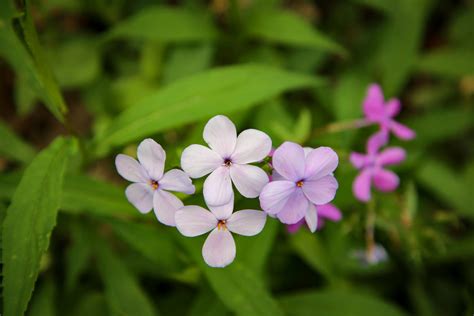 Spring Wildflowers in the Smoky Mountains