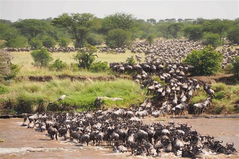 The Serengeti’s Four Regions And Why They Are Important | Toto Africa ...