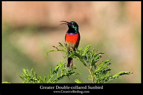 South African Birds Identification