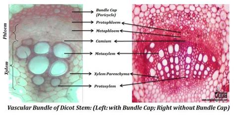 Primary Structure of Dicot Stem | EasyBiologyClass