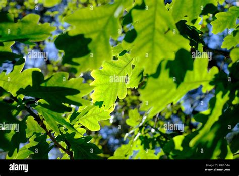 english oak leaves on tree, norfolk, england Stock Photo - Alamy