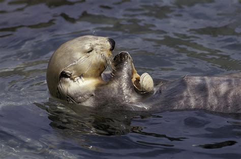 Sea Otter Floating On Back Eating Clams Photograph by Michael DeYoung