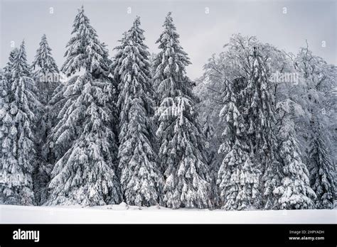 Beautiful winter landscape of a Bavarian forest covered in snow Stock ...