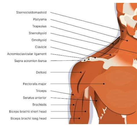 Shoulder And Neck Pain On Right Side: Understanding Symptoms