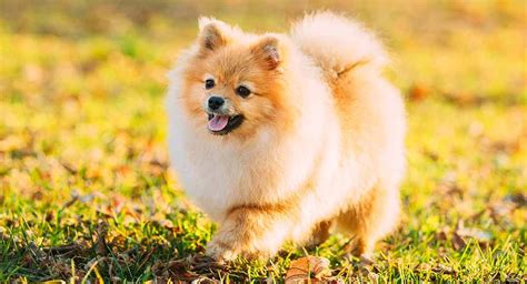 Small Dog Breeds - 15 Of The Most Popular Small Dogs