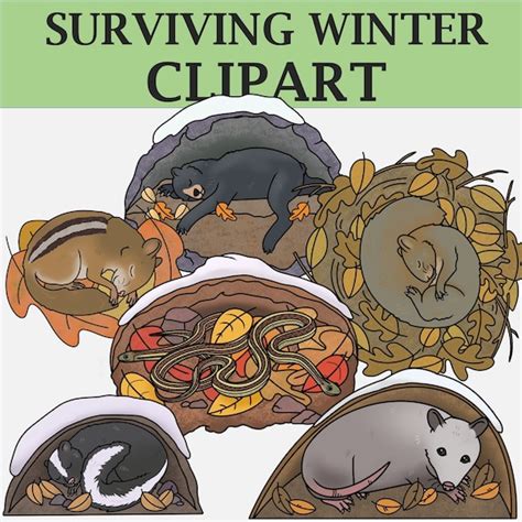 Clipart Of Animals Hibernating