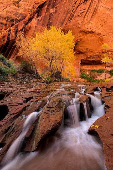 A beautiful waterfall in Escalante National Park sits in front of yellow Cottonwood trees ...