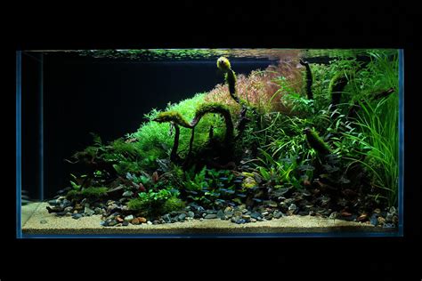 Standard ADA Aquarium Sizes and Volumes - Spec-Tanks