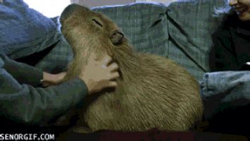 Capybaras GIFs - Find & Share on GIPHY