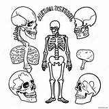 Human Skeletal System Coloring Page 41843 33573 sketch template