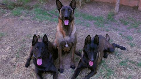 Belgian malinois mahogany color - YouTube