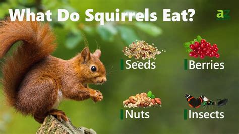 What Do Squirrels Eat? - IMP WORLD