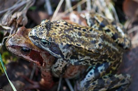 Frogs stock image. Image of anura, biology, aquatic, conservation ...