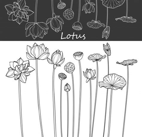 Premium Vector | Lotus Leaf and flower drawings. | Lotus flower drawing, Flower drawing, Flower ...