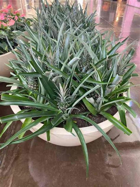 How to Grow a Pineapple Indoors - Gardening Channel