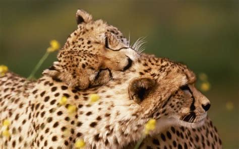 Affectionate Cheetahs, Sweet Animal Pair Wallpapers (1920+1600 ) 1