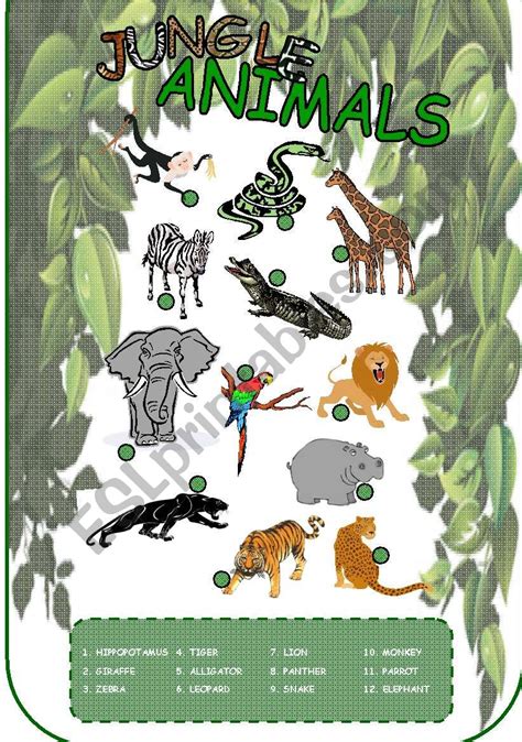 Top 177 + What animals live in the jungle - Lifewithvernonhoward.com