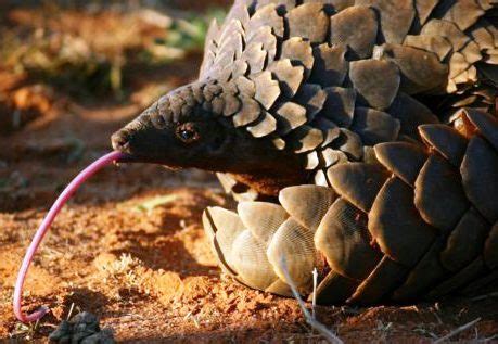 Pangolins - Whole Earth Education