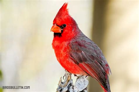 Northern Cardinal: Migratory, Behavior, And More - Birds Bulletin