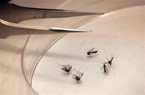 Mosquitoes Were Tested. West Nile Virus Is Back In Mass. | WBUR News