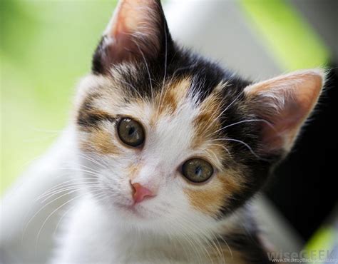 Young Calico Cat 215 Animals HD Desktop Wallpapers Desktop Background