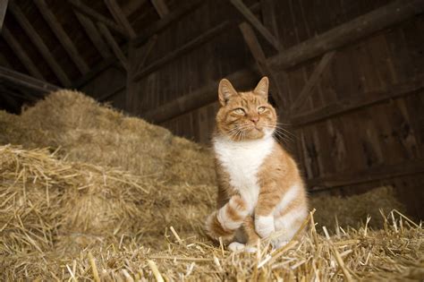 A Farm Cat Sitting On A Bale Of Straw Photograph by Tim Laman