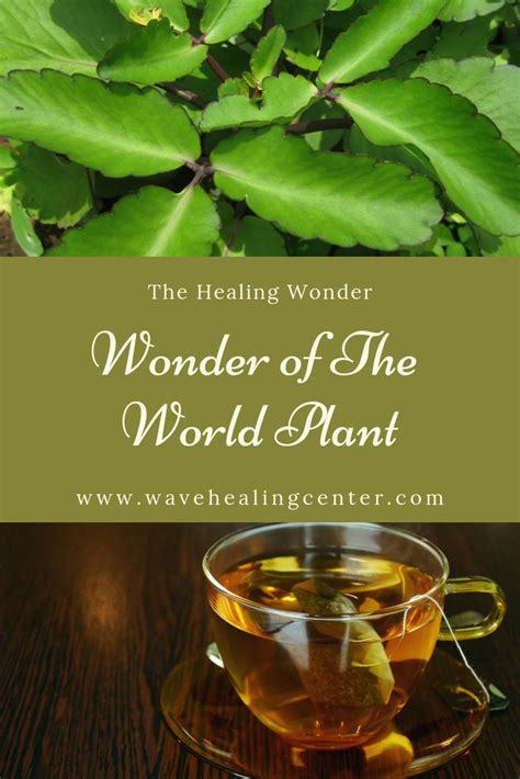 The Wonder of The World/leaf of Life Plant - The Healing Wonder